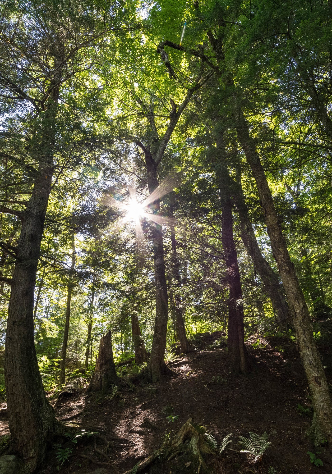 Parce que notre futur est dans la nature, IANA s’inspire des plantes.