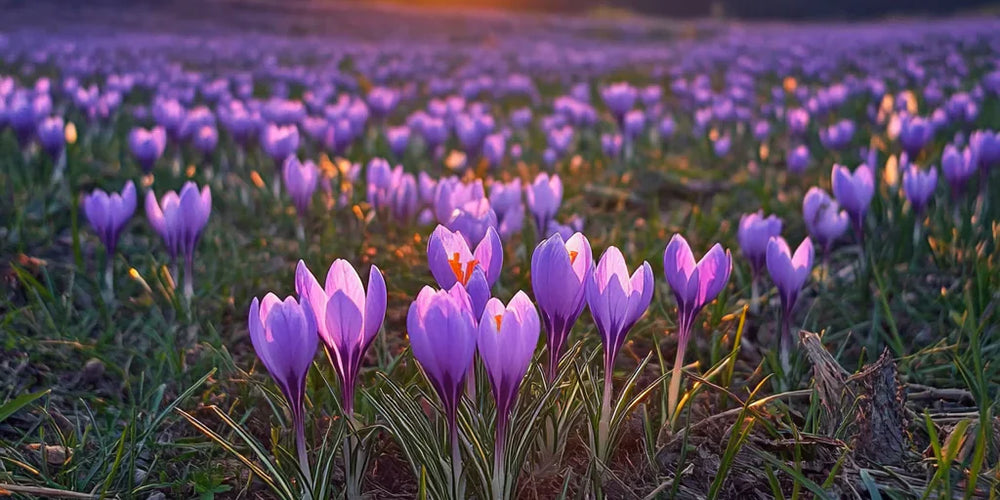 Compléments alimentaires articulations