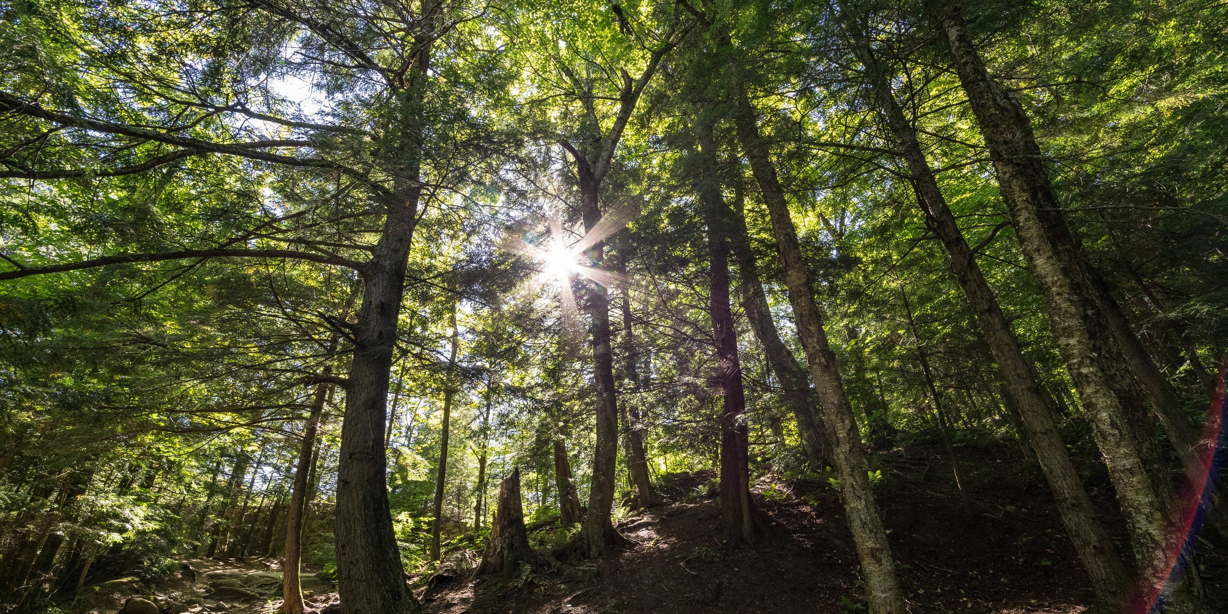 Parce que notre futur est dans la nature, IANA s’inspire des plantes.